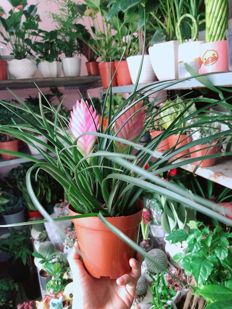 Thẻ Bài Hồng Hàng Đẹp Bán Chạy