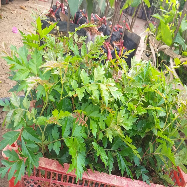 5 CÂY LÁT HOA GIỐNG, CÂY GỬI ĐI NGUYÊN BẦU ĐẤT