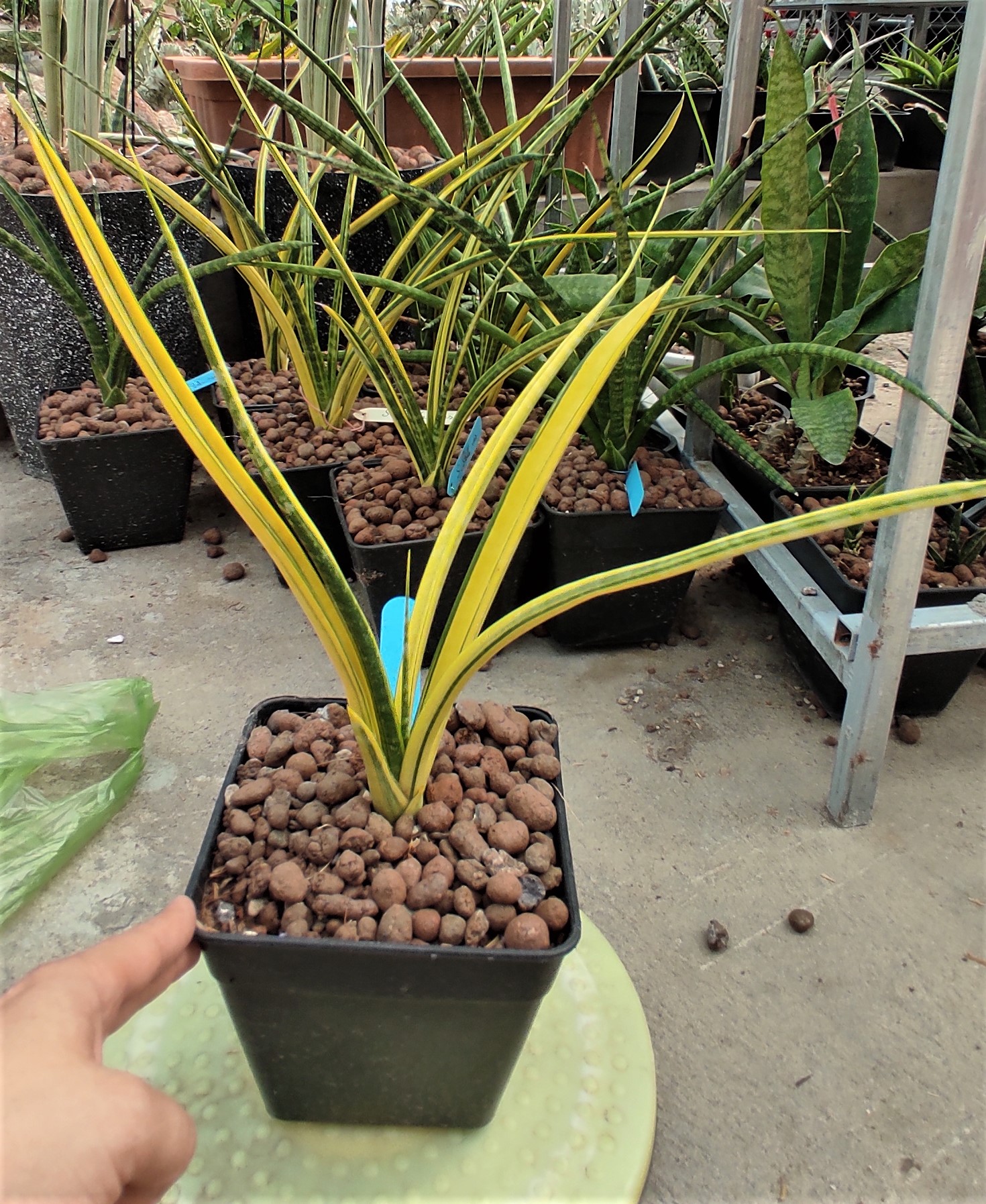 Cây lưỡi hổ - Sansevieria Stella Var