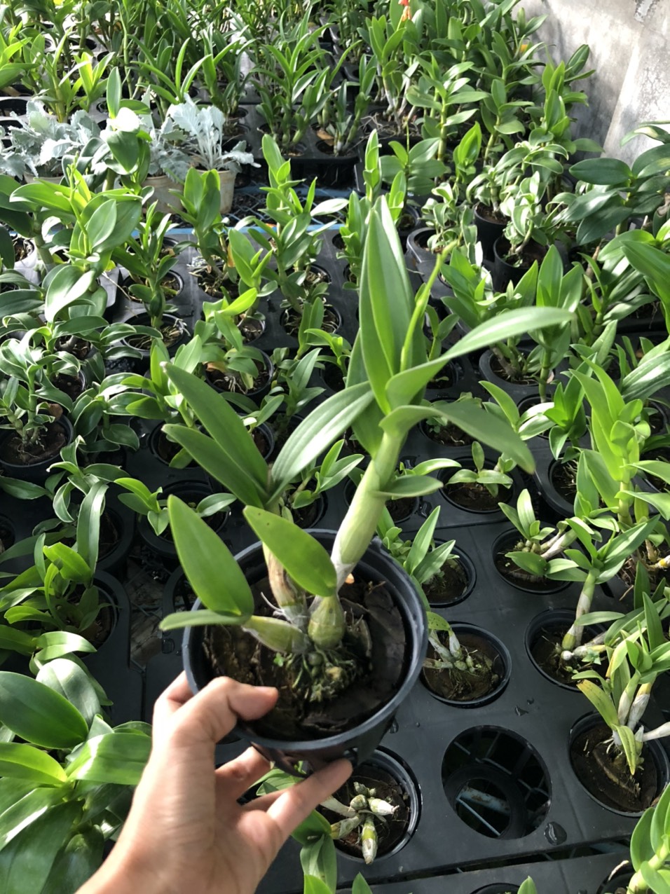 Chậu cây lan Dendro chớp Enobi - chớp sữa