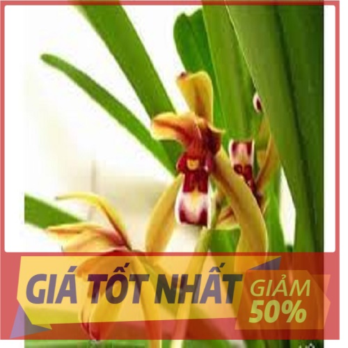 Thân hoa lan kiếm tiên vũ hàng rừng