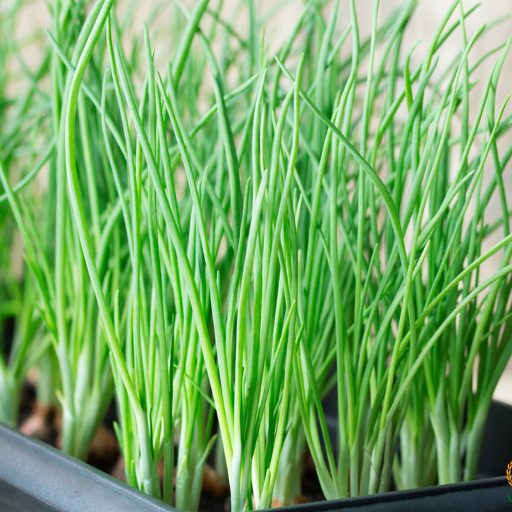 1g Hạt Giống Hành Lá Cao Sản Dễ Trồng