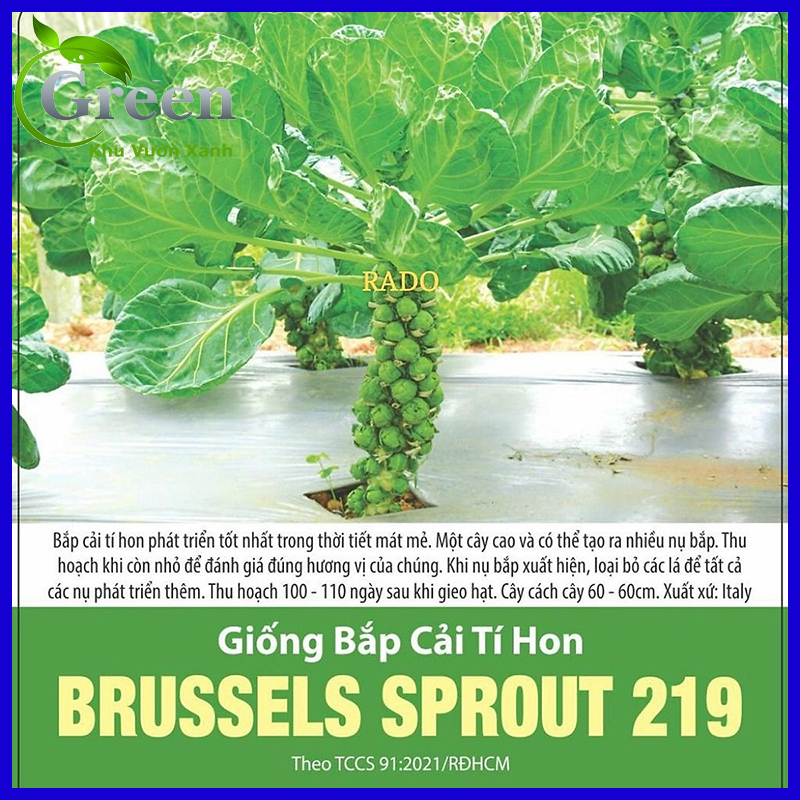 Hạt Giống Bắp Cải Tí Hon Xanh Italy (Gói 2 gam ~ 600 hạt) Năng Suất Cao, Dễ Trồng