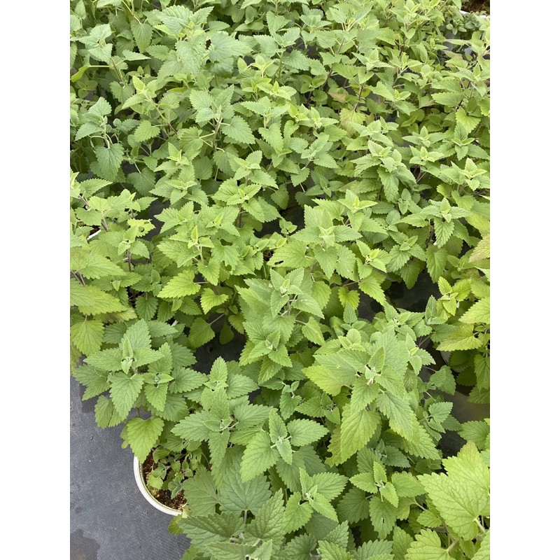 CATNIP - BẠC HÀ MÈO
