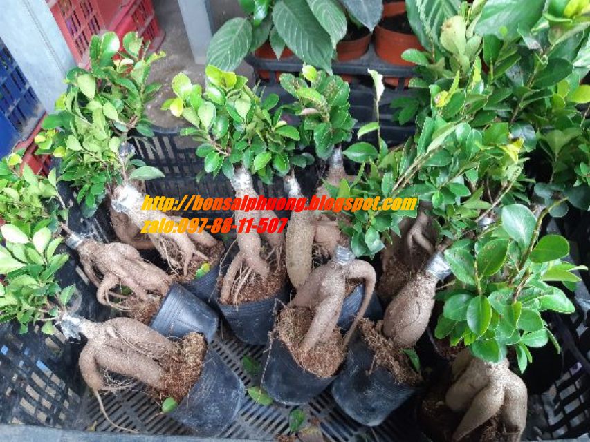 cây si nhật bonsai