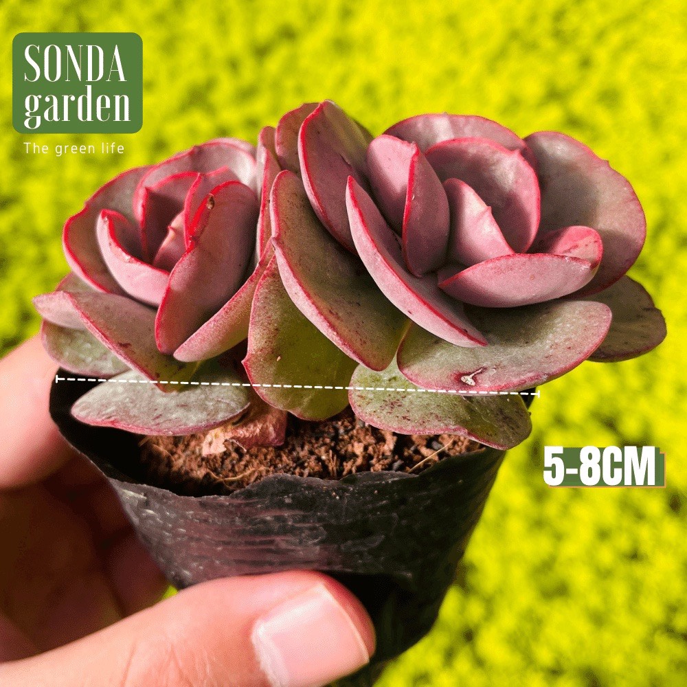 SEN ĐÁ SUYON SIZE BÉ SIÊU KHỎE ĐẸP LỖI 1 ĐỔI 1