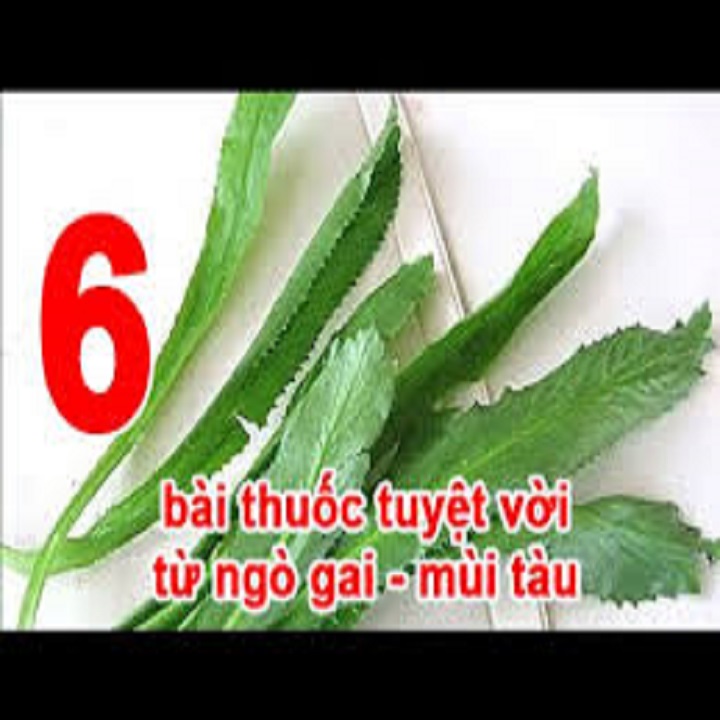 Rau mùi tàu-Rau mùi tàu