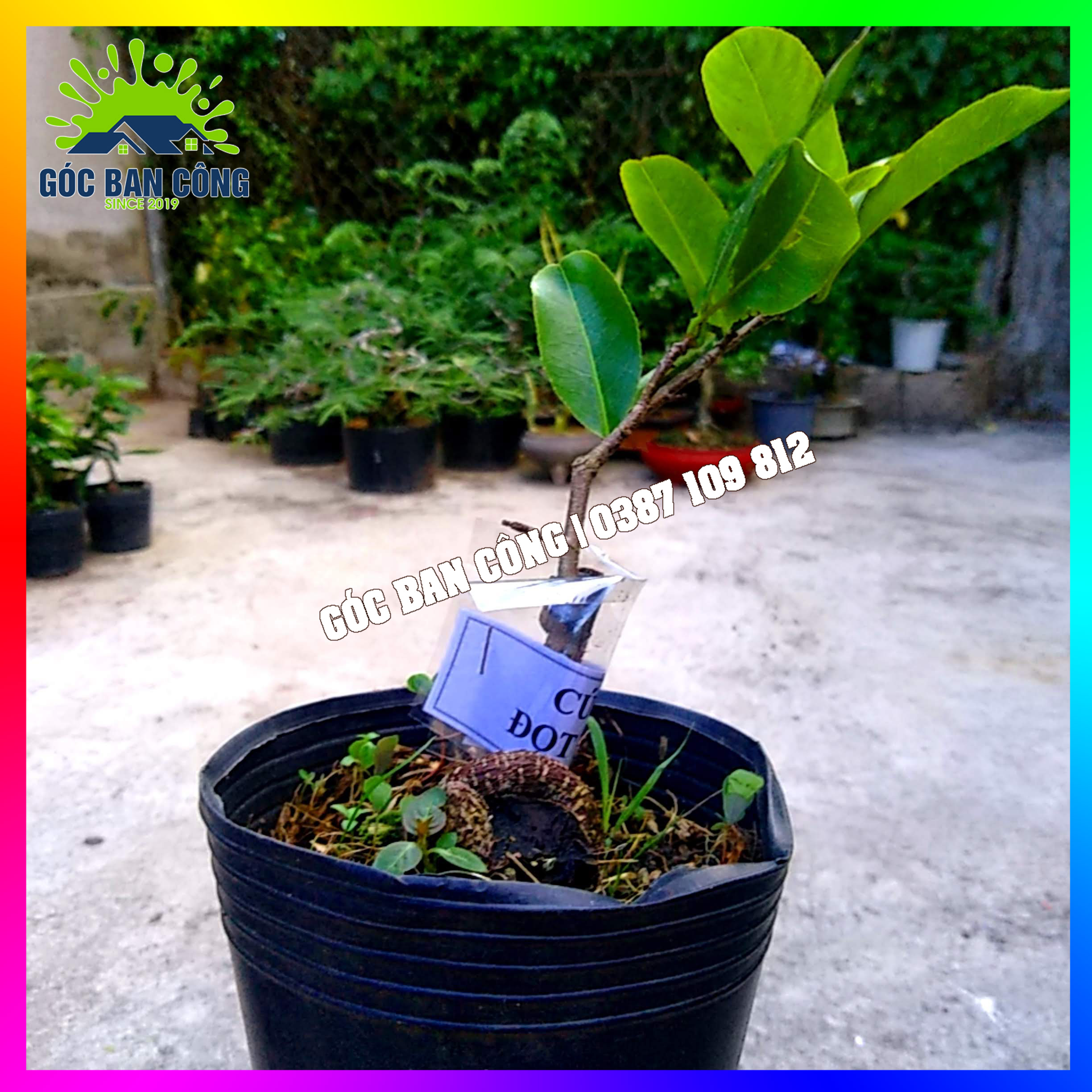 Cây Mai Cúc Đọt Đỏ Gốc Quái Mini