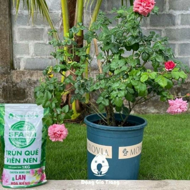 Phân trùn quế viên nén Sfarm 1kg
