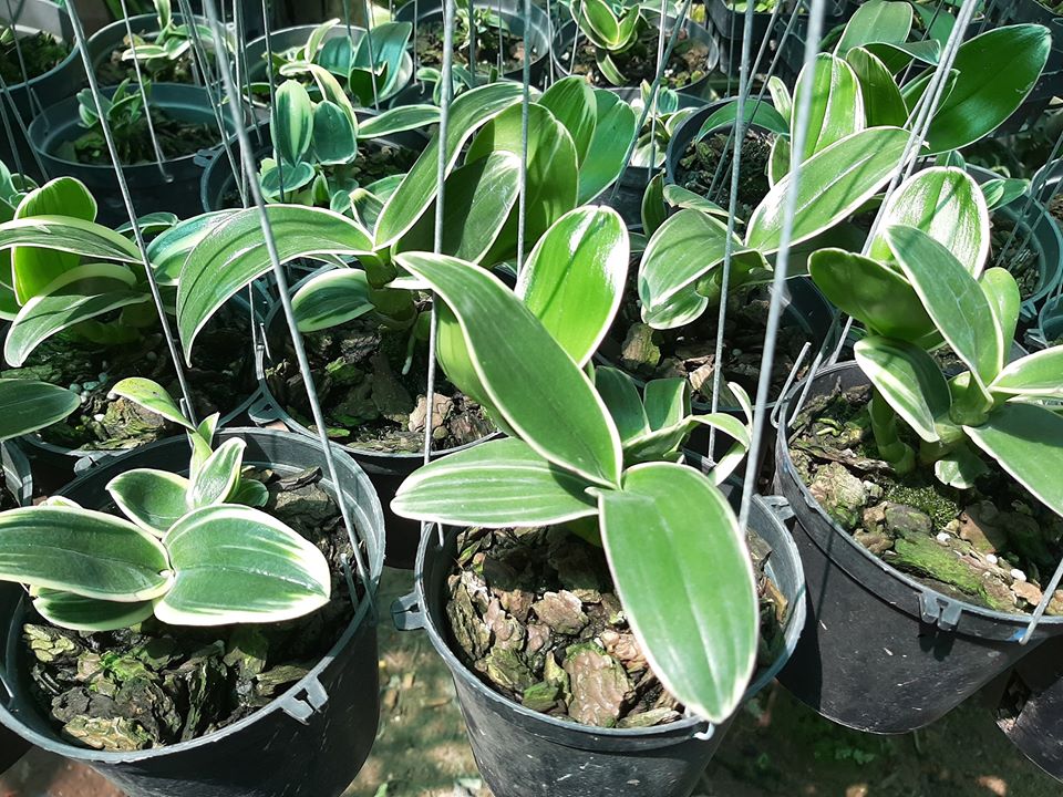 lan dendro chớp