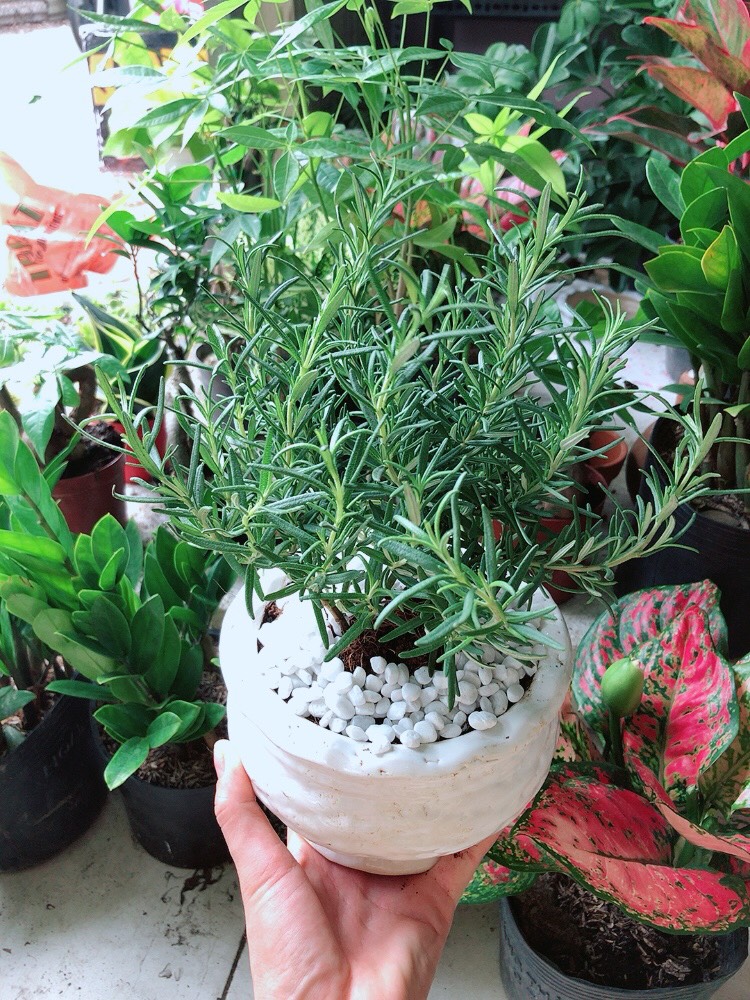 Cây Hương Thảo Có Chậu Sứ