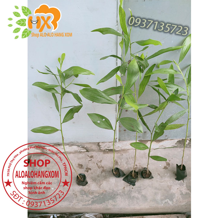 cây tràm lai cây giống -combo 50 cây