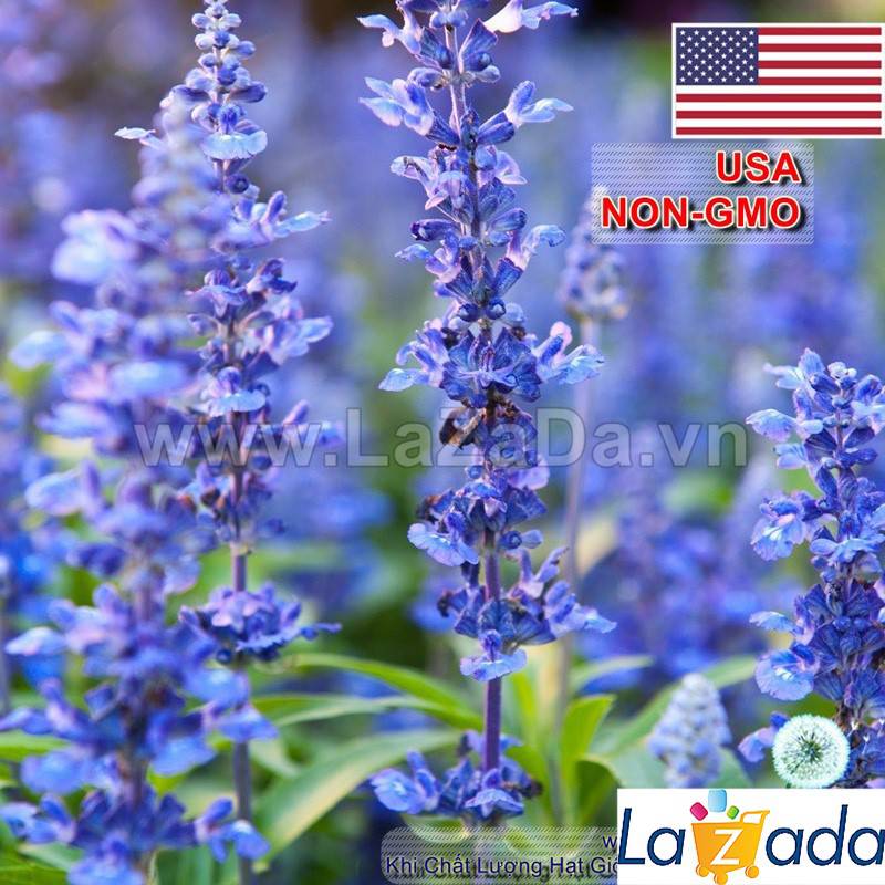 1GR 650.HAT Hạt Giống Bài Hương Hyssop (| C26*W43*M207)