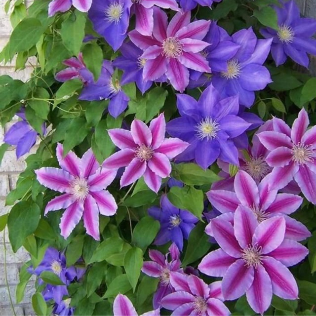 CỦ HOA LÃO ÔNG CỦ ĐẸP