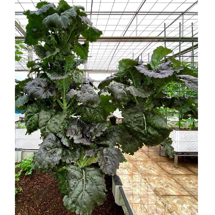 [Hạt giống Mỹ] Hạt giống cải kale Mỹ KX-1