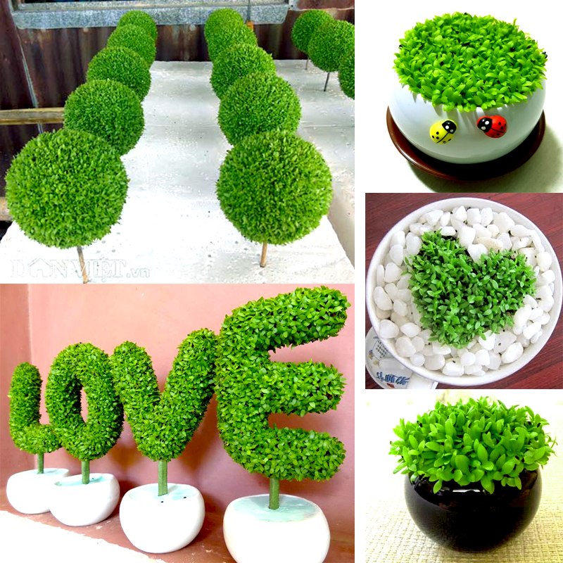 BỘ 2 Gói Hạt Giống Cỏ May Mắn