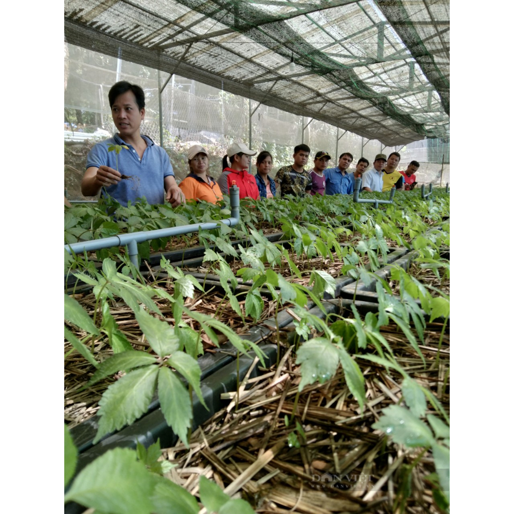 Hạt Giống Sâm Ngọc Linh ( 10 hạt )