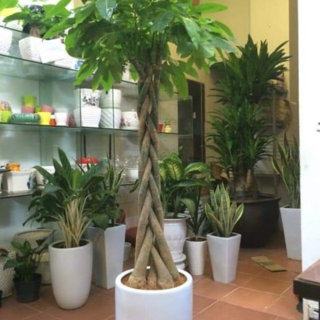 sản phẩm CÂY KIM NGÂN XOẮN CỠ ĐẠI