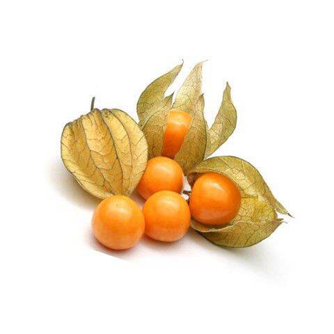 500gr cây tầm bóp khô (cây thù lù,lồng đèn)
