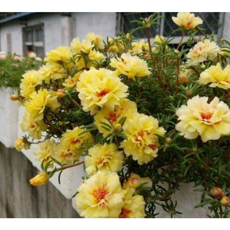 hạt giống hoa mười giờ kép mix