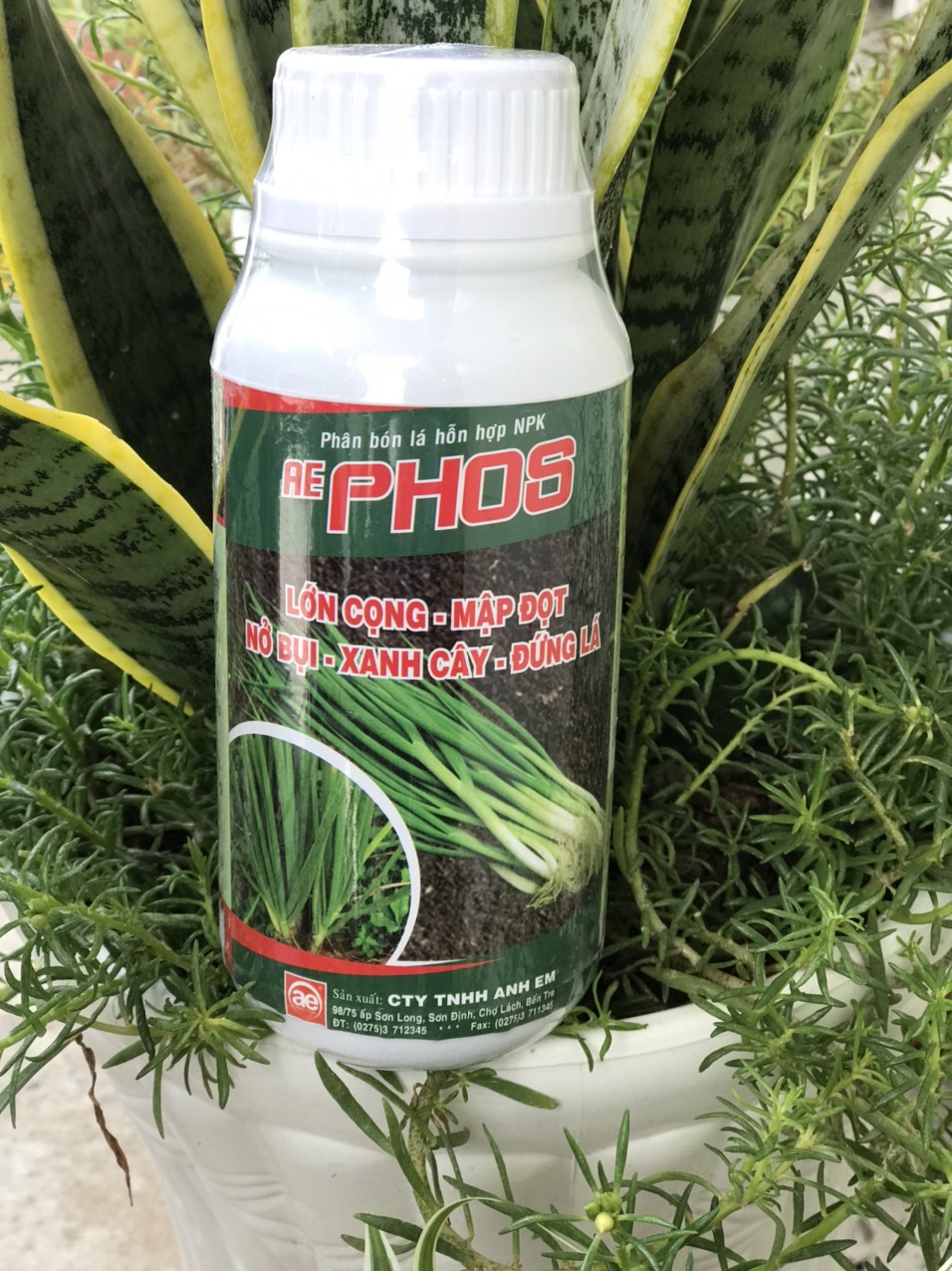 phân bón lá cao cấp nở bụi hành AE PHOS 500ml