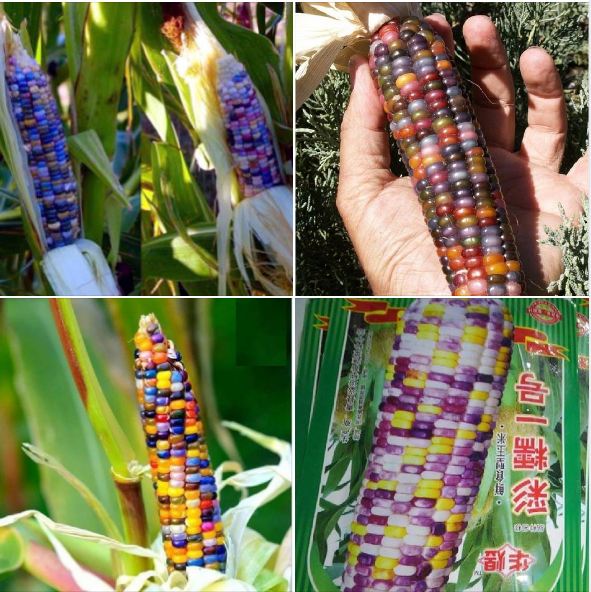 Hạt giống ngô ngũ sắc ( ngô kim cương ) - Gói 30 hạt