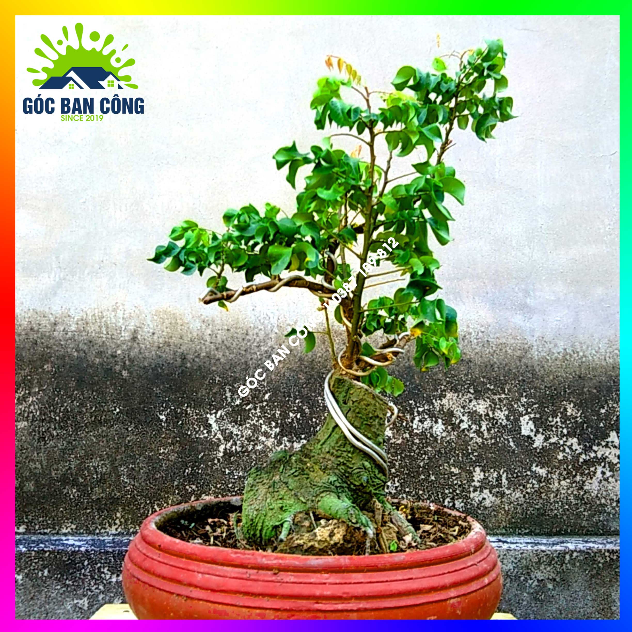 Cây Khế Bonsai Mini Gốc Quái - KBS18