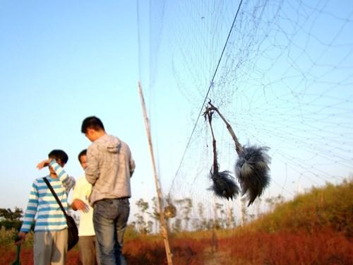 Lưới Thái Lan bẫy cu cò dài 50m cao 5m
