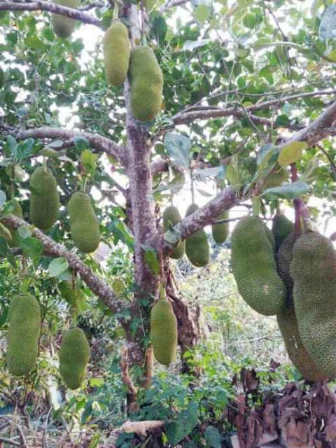 Mít Malaysia Siêu Dài