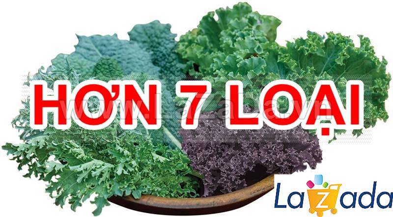 5GR 1000.HẠT Hạt Giống Cải Xoăn Kale Crazy Mix (| B19*W55)