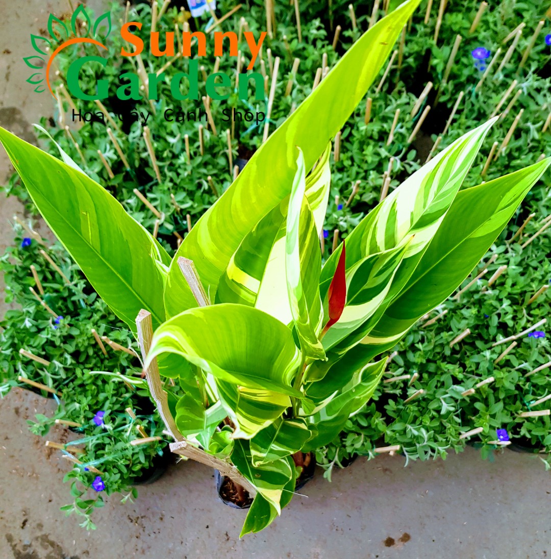Cây Chuối Mỏ Két Cẩm Thạch, Cao 45-55cm - Cây Cảnh