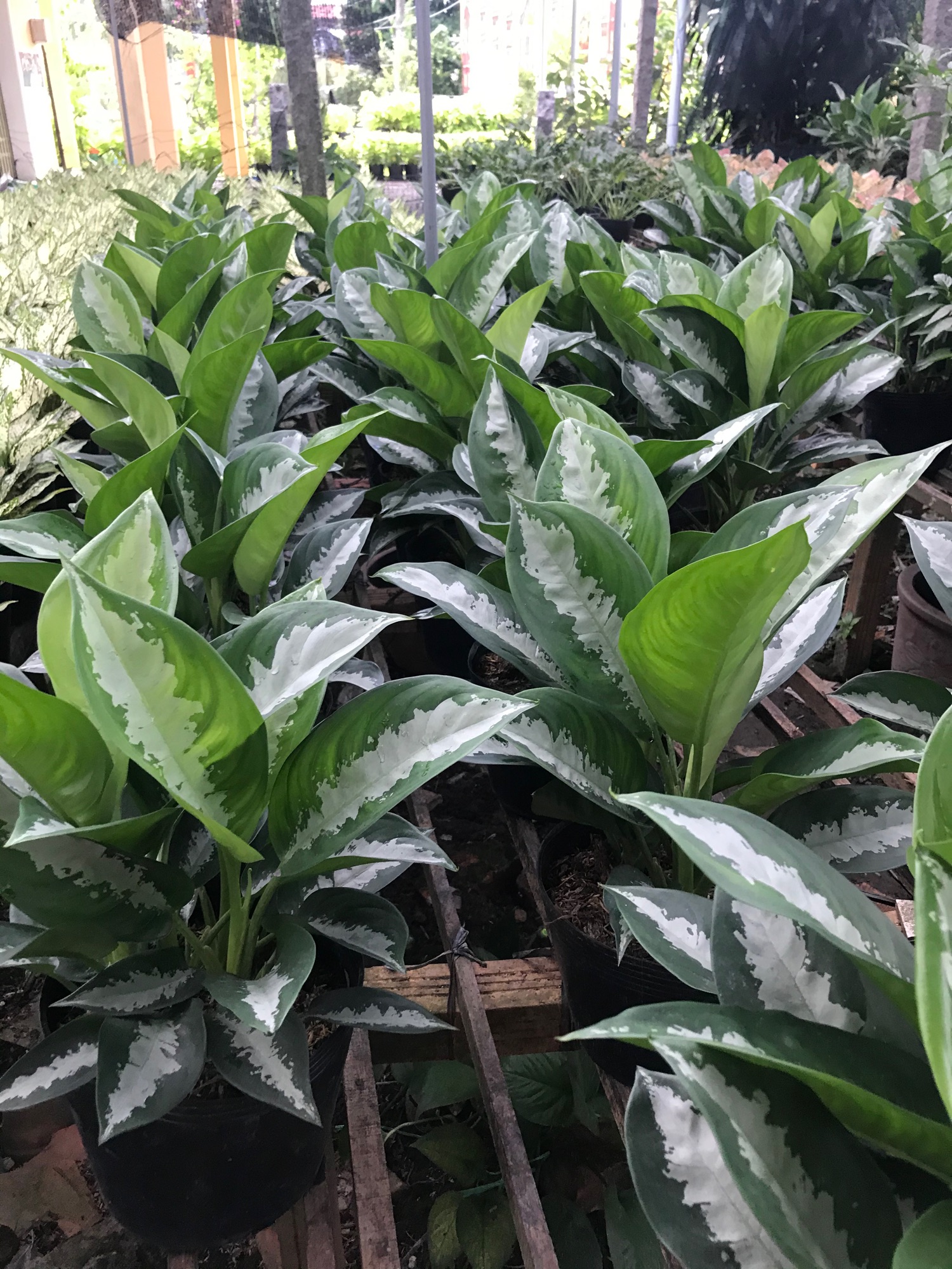 Cây thanh lam + tặng phân bón cho cây mau lớn