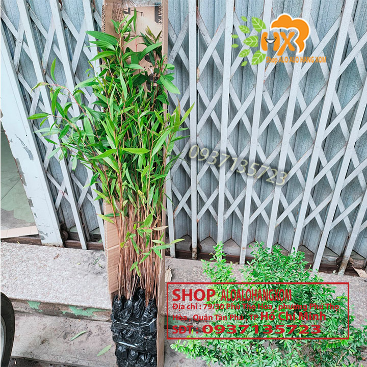 Combo 50 cây tràm úc -cây giống