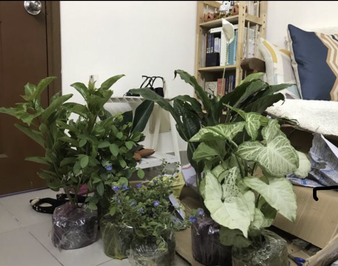 Trầu bà trắng ( trầu bà tróc bạc)+ tặng phân bón cho cây mau lớn