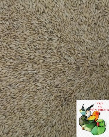 1KG HẠT LÁNG YẾN ARGENTINA CHO YẾN PHỤNG VÀ CÁC LOÀI CHIM NHỎ