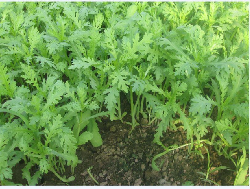 Bộ 2 gói hạt giống rau cải cúc nếp