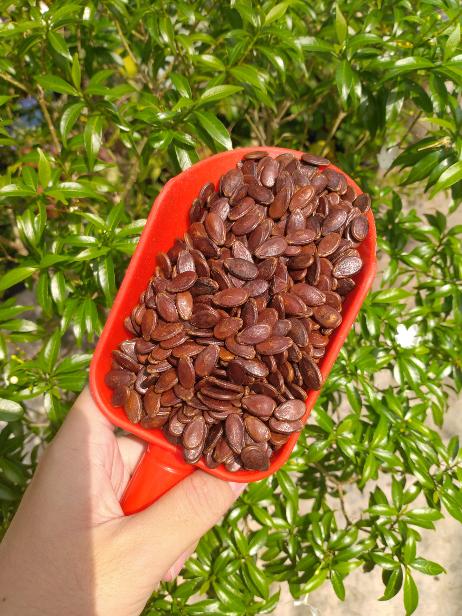 Hạt dưa rang mộc 500g