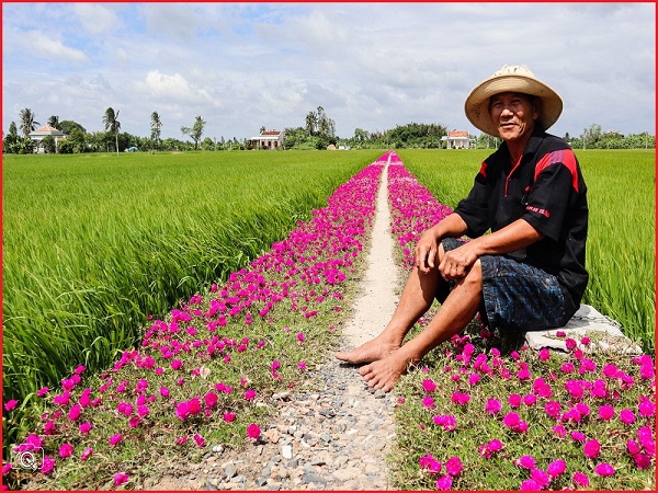 Hạt giống hoa Mười Giờ mix gói 100 hạt