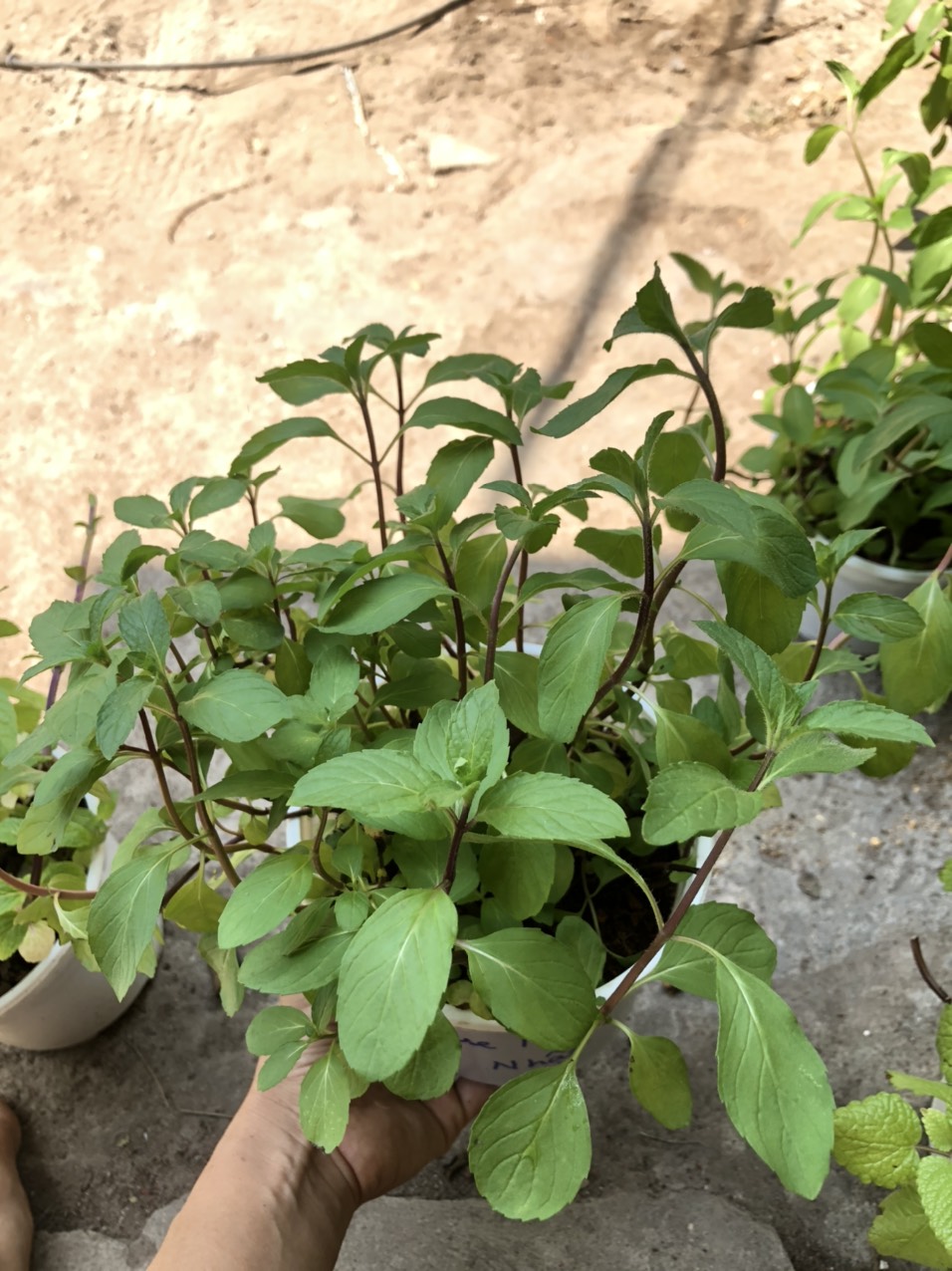 Chậu cây Bạc Hà Nhật - Japanese Mint