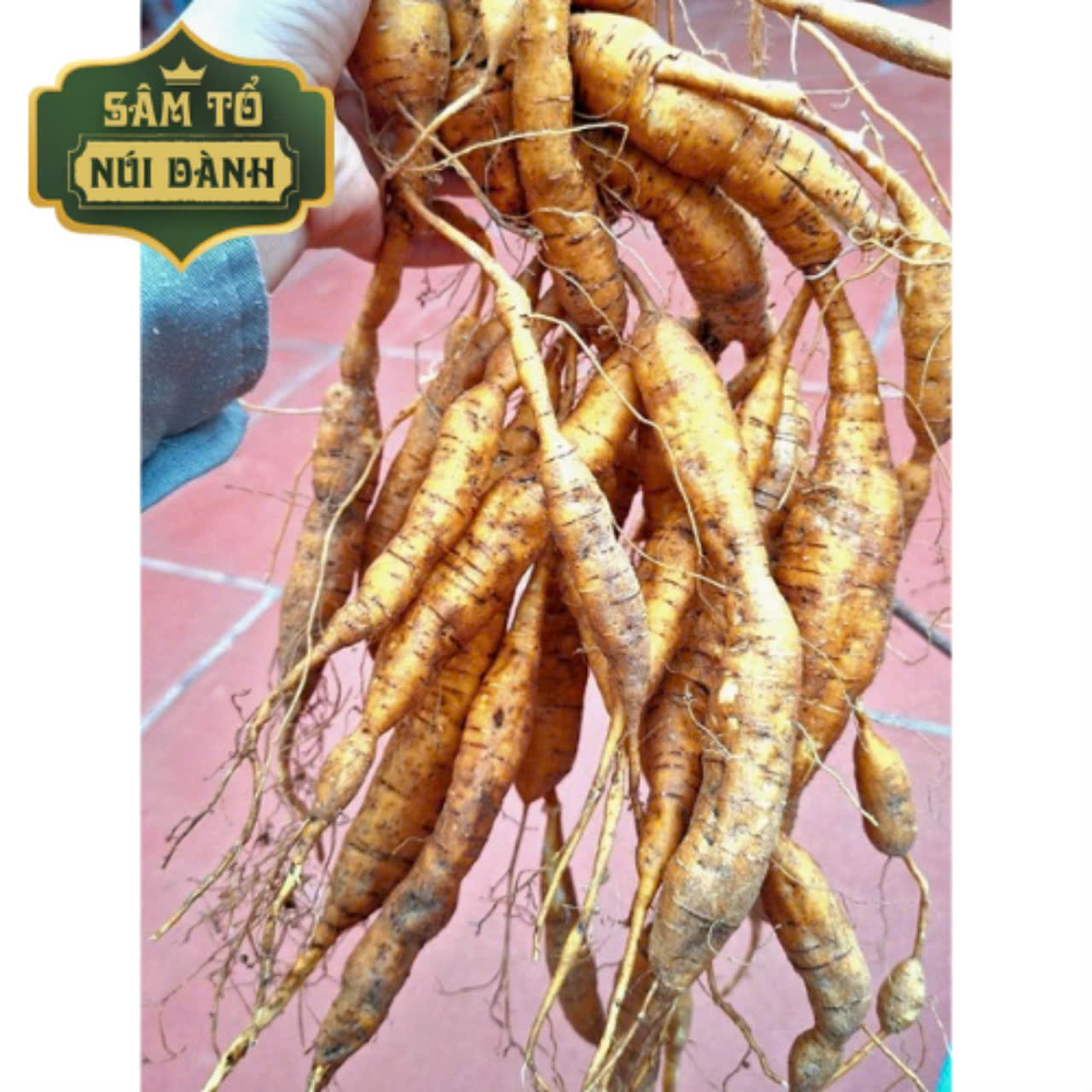 Củ Sâm Nam núi Dành 7 năm tuổi tươi 1kg - Sâm Tổ núi Dành