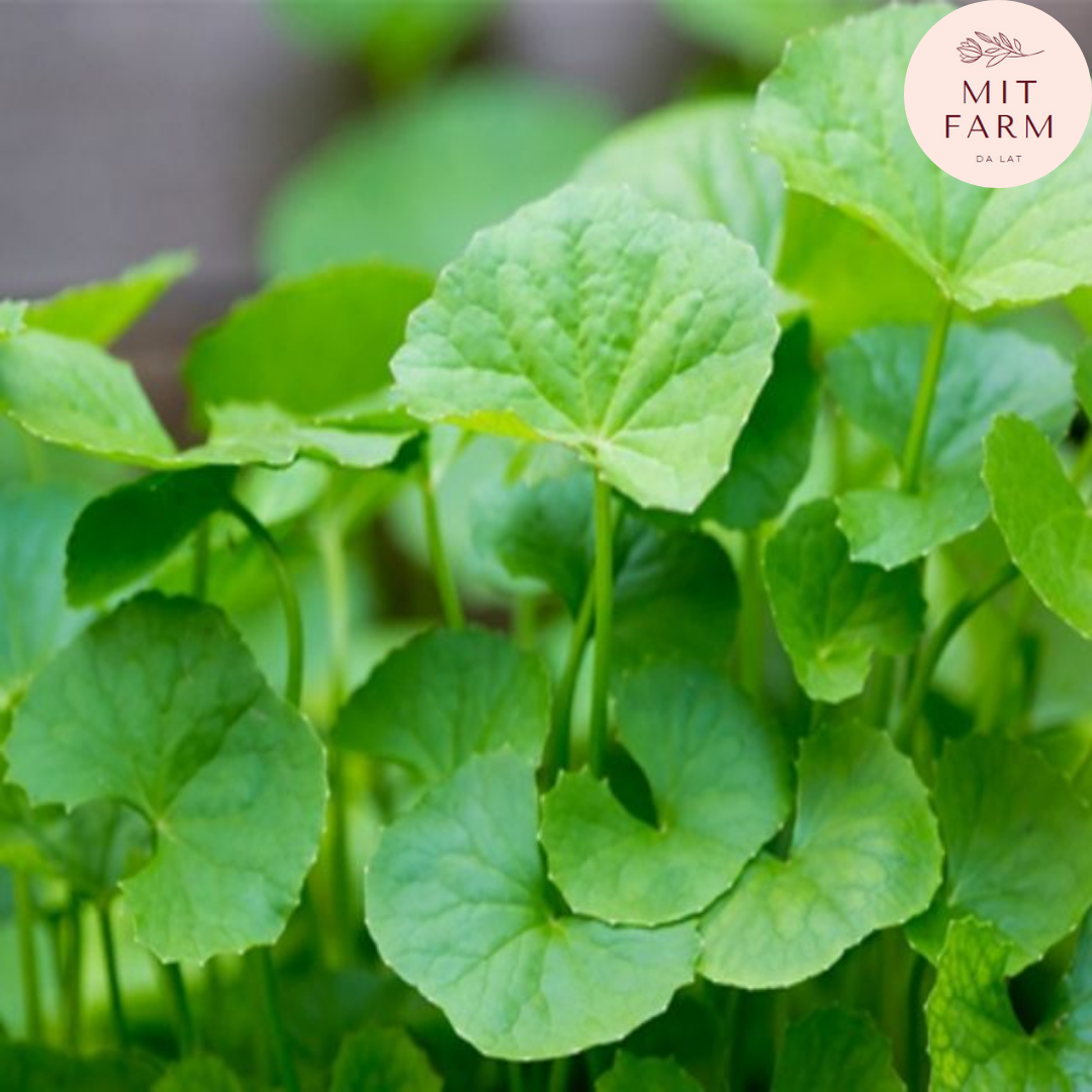 Hạt giống Rau má lá nhỏ
