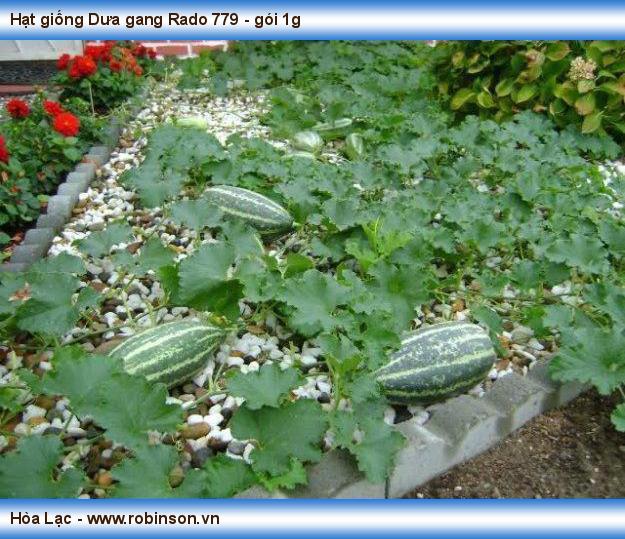 Hạt Giống Dưa Gang Rd 779 Rạng Đông Gói 1Gram