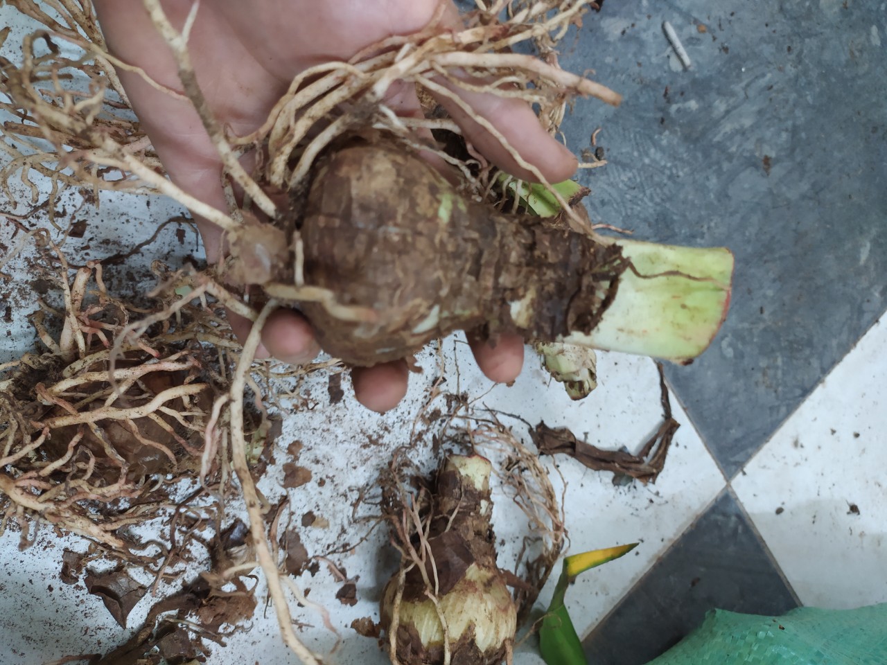 Củ hoa lan huệ đỏ nhung- củ to đẹp lên 100%