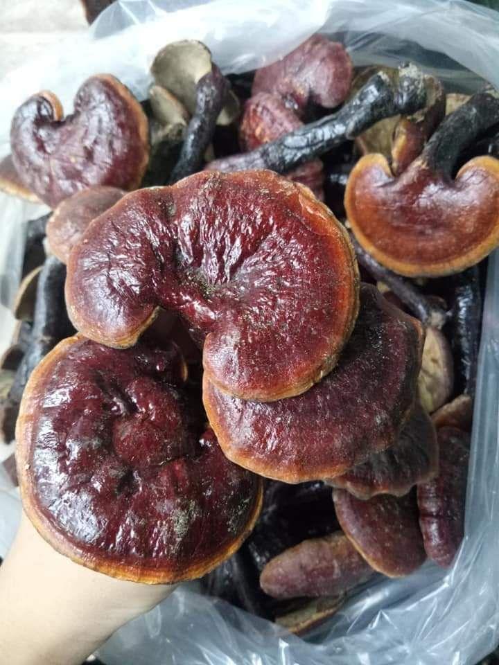 Nấm Lim Xanh  500gr