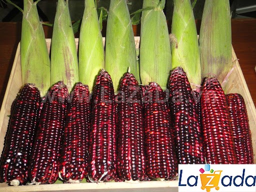 5Gr Hạt Giống Bắp Ngô Nếp Tím F1 TG18 (A1.404| A8*W54*M154)