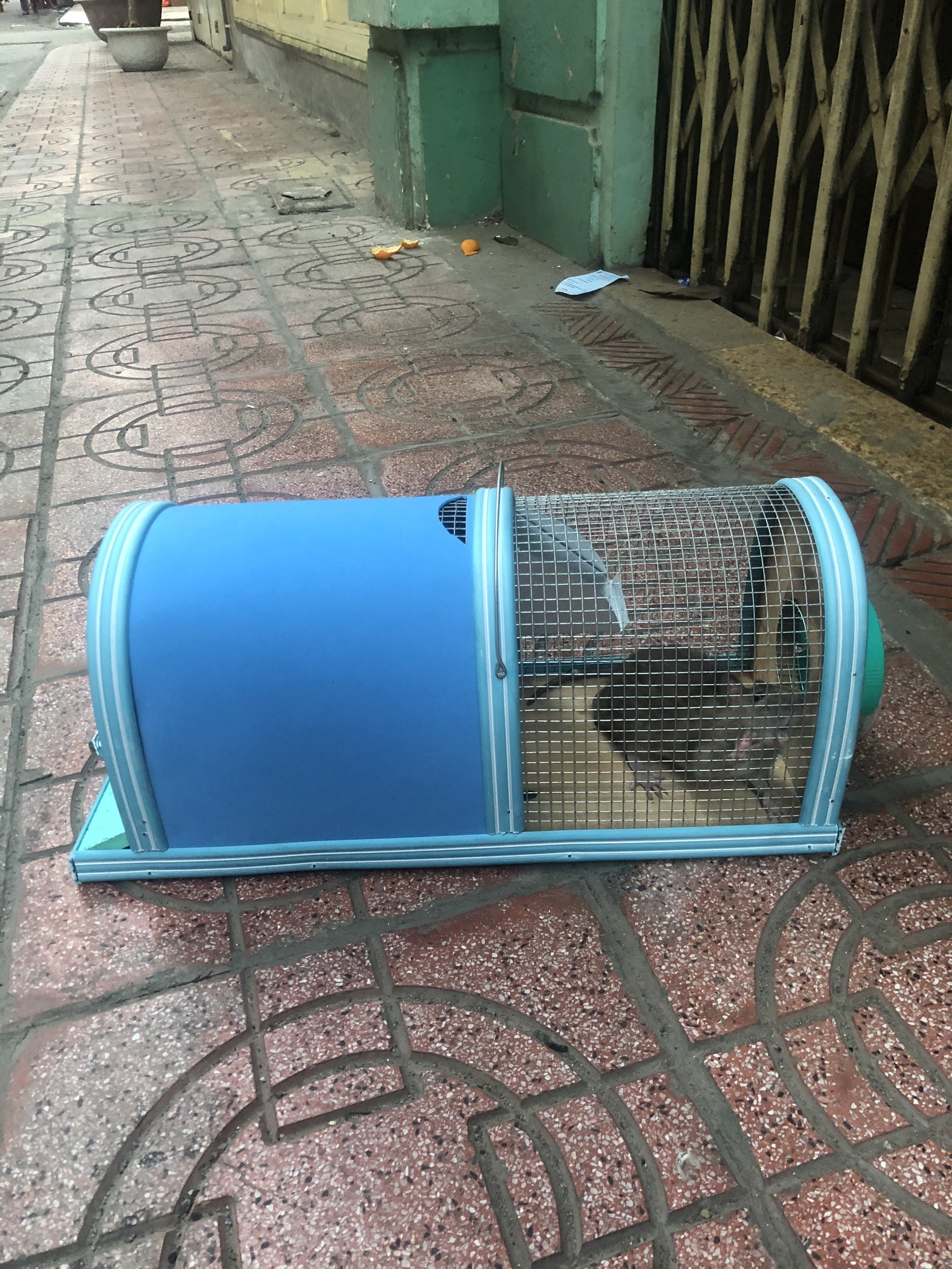 Bẫy chuột tự động 2 ngăn