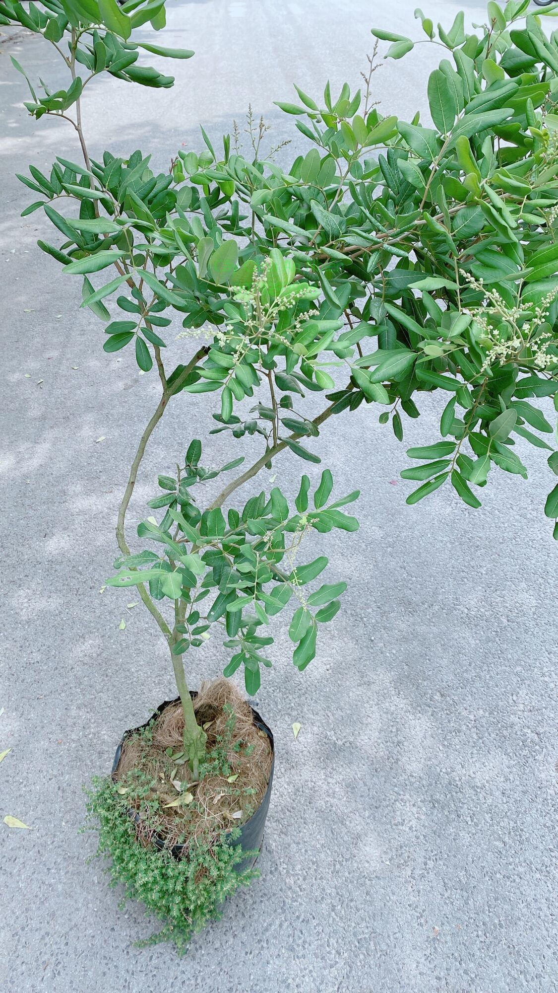 Cây Nhãn Xuồng Lớn Chỉ Giao Hcm