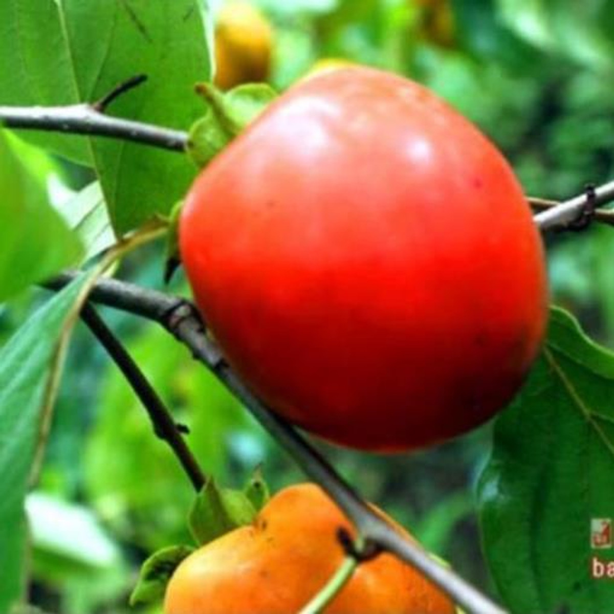 Cây hồng đỏ, cây hồng quả đỏ, dòng siêu quả