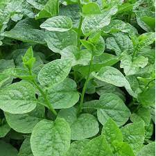 Hạt Giống Mồng Tơi Lá Lớn - Gói 20gr