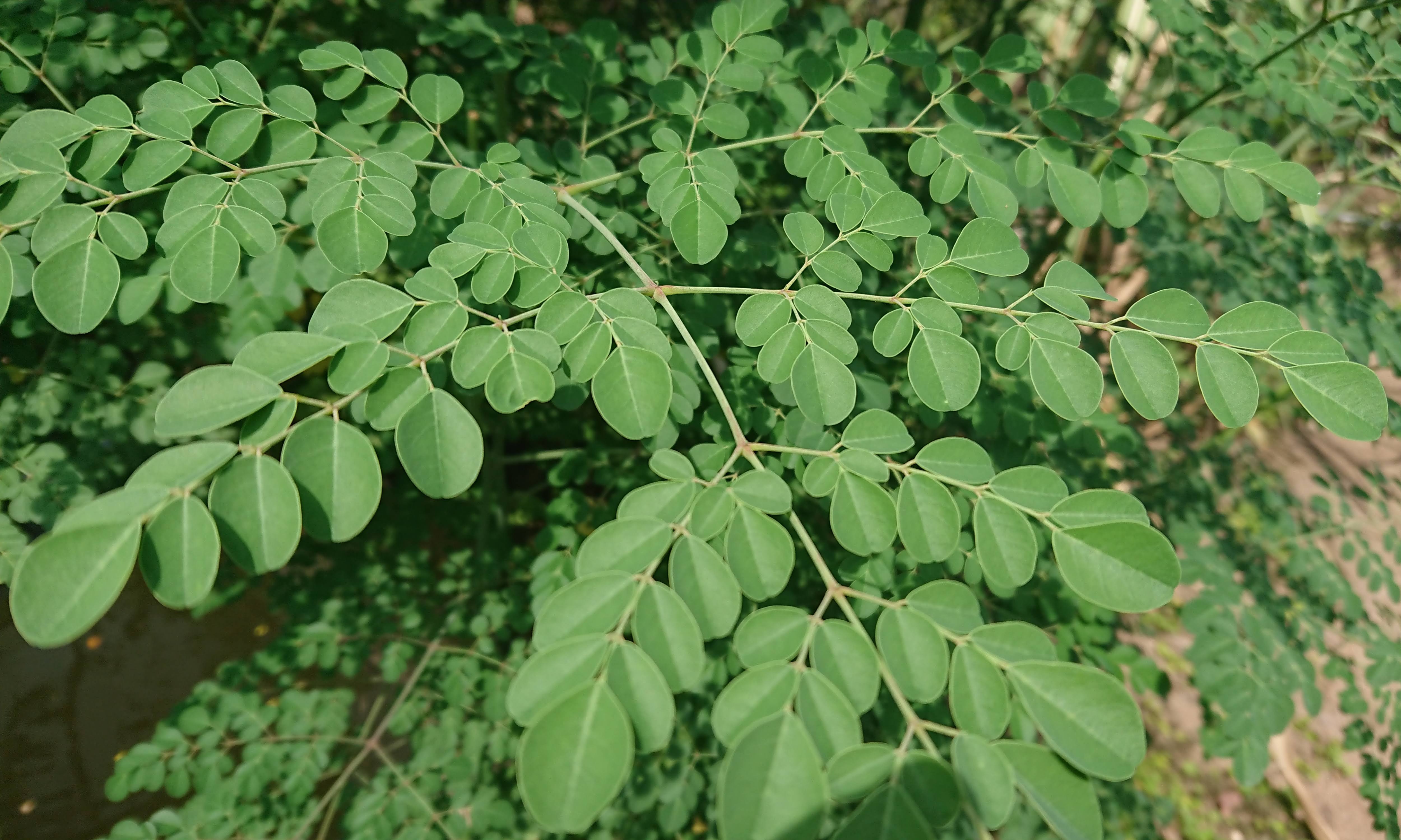 Hạt giống cây chùm ngây (20 hạt)